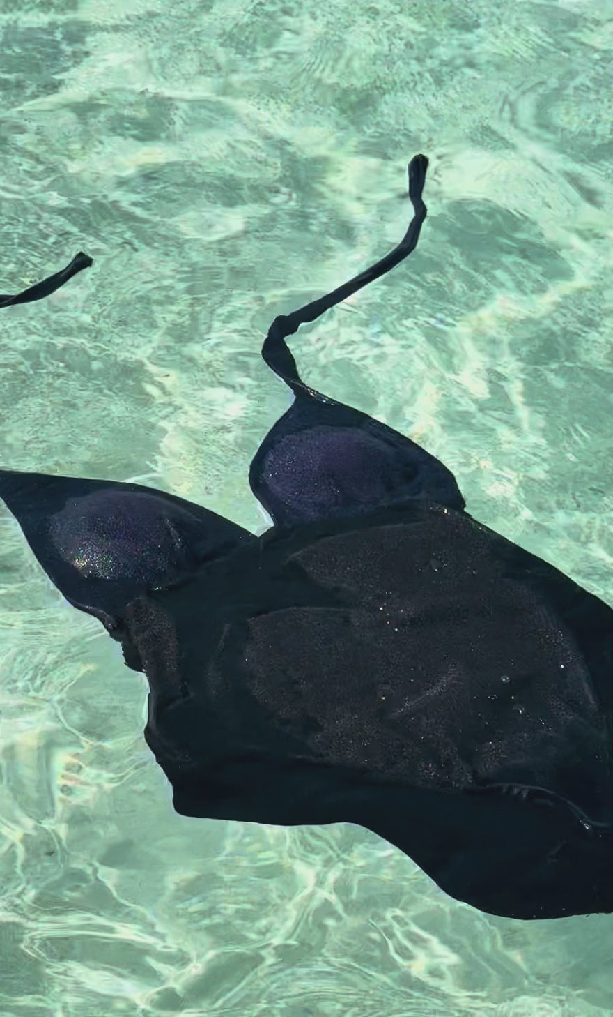 Traje de baño Thala